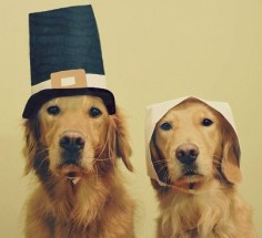 pilgrim dogs