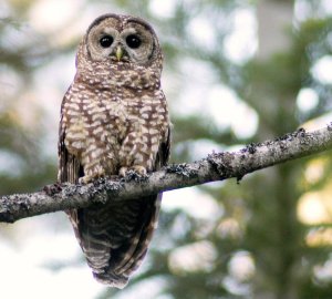 spotted-owljpg-f2a3ad2717fbf3a3