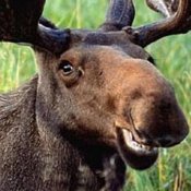 moose_400x400