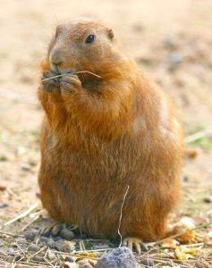 prairie-dog